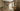 Vloertegel/Wandtegel Coem Houtlook Donker Eiken 30x120 - Budget Tegels